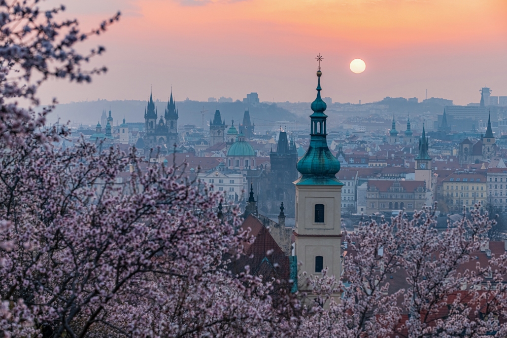 Mùa hoa anh đào mơ màng ở Praha