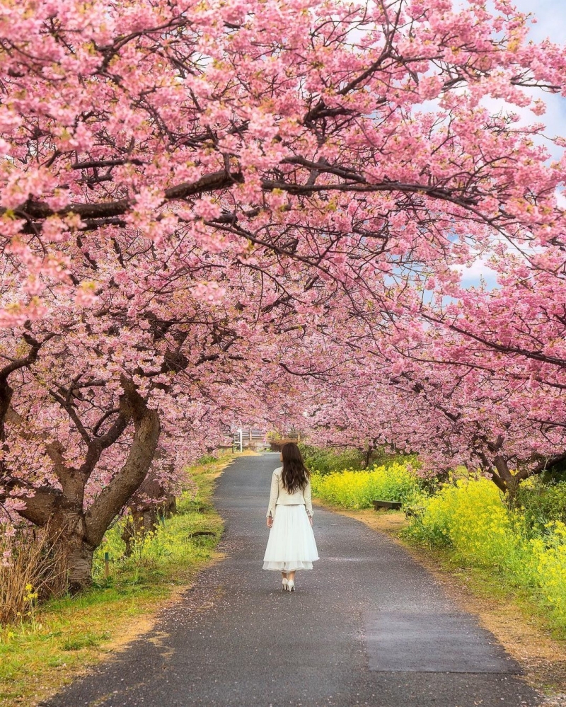 6 trải nghiệm khi du lịch Nhật Bản vào mùa xuân