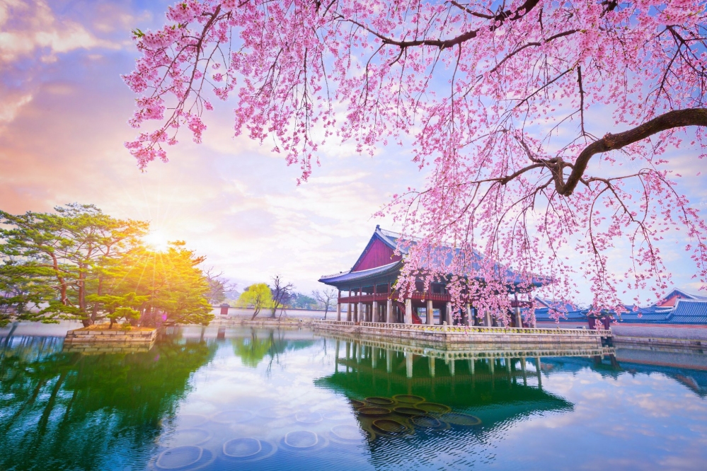 Tour HÀN QUỐC (bay OZ) mùa anh đào: SEOUL – NAMI –  LOTTE WORLD – SEOKCHON - YEOUIDO – NAMSAN