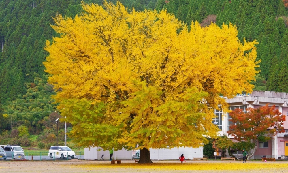 TOUR LỆ GIANG - LÀNG NGÂN HẠNH ĐẰNG XUNG - ĐẠI LÝ