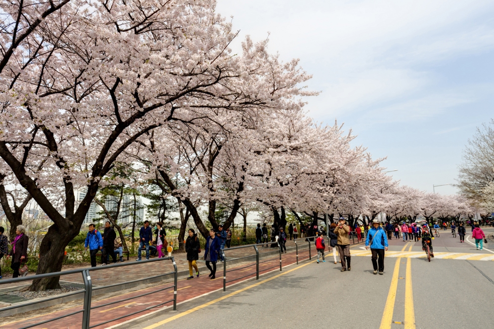 Tour HÀN QUỐC mùa anh đào (Bay ngày): SEOUL- NAMI- EVERLAND- CÔNG VIÊN YEOUIDO