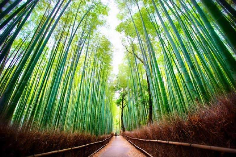 Tour du lịch Nhật Bản mùa lá đỏ Nagoya - Osaka  – Nara - Kyoto - Núi Phú Sĩ - Tokyo 6 ngày 5 đêm