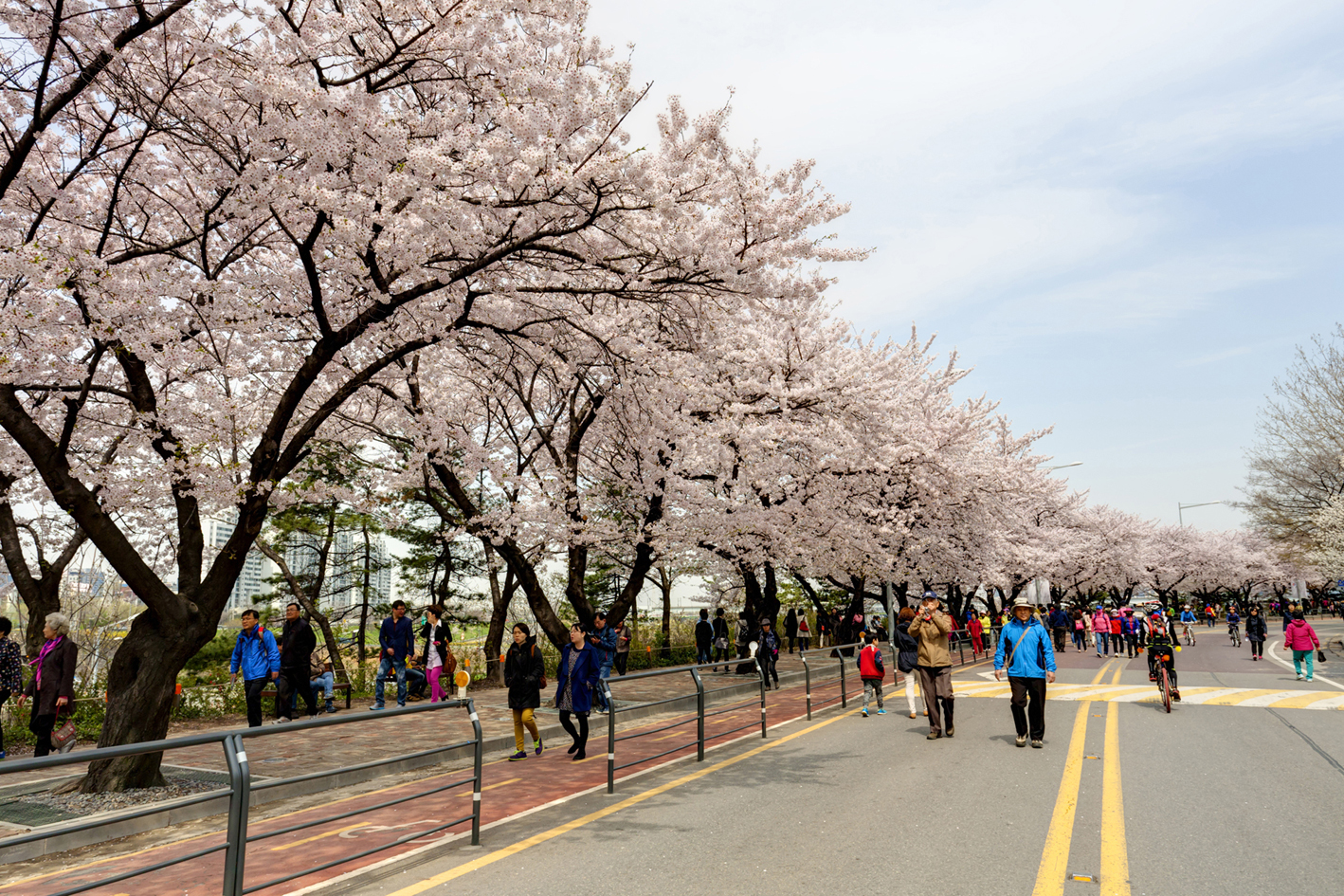 Tour HÀN QUỐC mùa anh đào (Bay ngày): SEOUL- NAMI- EVERLAND- CÔNG VIÊN YEOUIDO